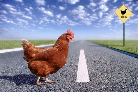 chicken cross road backwards